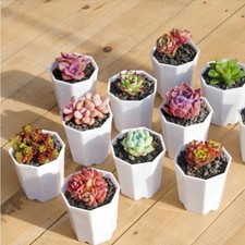 10pcs octogonale succulent - octogonale,