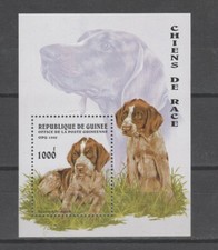 GUINEE    chiens de race   braque allemand   **