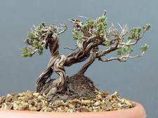 Bonsaï thym 11 cm en - de, x