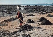 29-PAYS BIGOUDEN FOLKLORE RAMASSAGE DU GOEMON COSTUME-N�T1118-B/0237