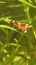 crevettes aquarium Caridina Tibee