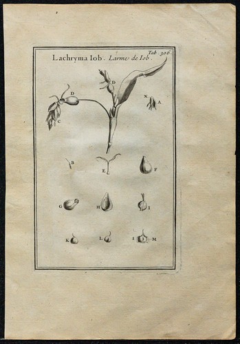 1719 larme job lachryma - larme,