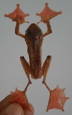 curiosité ,Coquillage,insecte