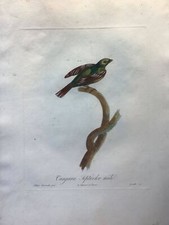 Tangara septicolor mâle