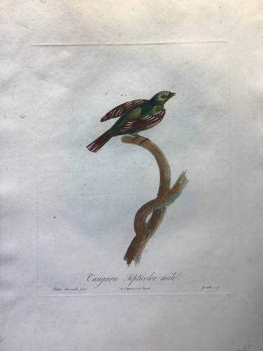 Tangara septicolor mâle