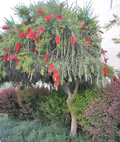 Lot graines callistemon - graines,