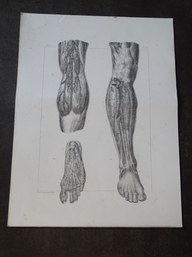 Jacob planche anatomie - n.h,