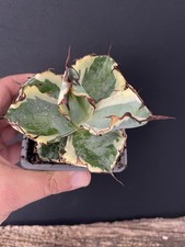 Agave Titanota "Black Blue