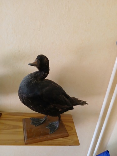 Canard empaillé sur support - empaillé,