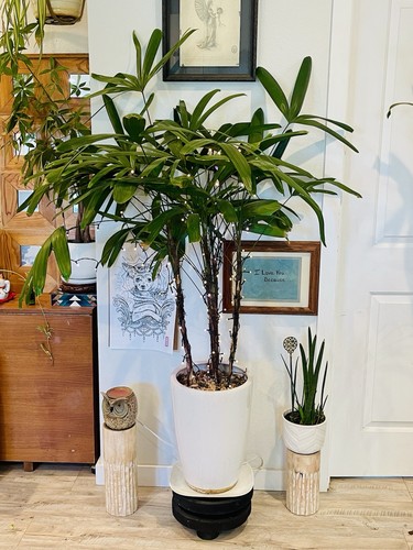 Large lady palm - 🌱large,