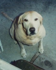 Cute Adorable Pet Dog Labrador