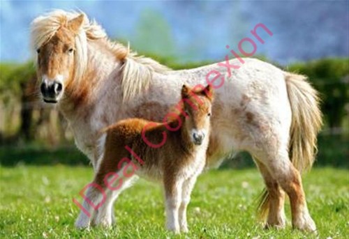Puzzle 120 pièces poneys - puzzle,
