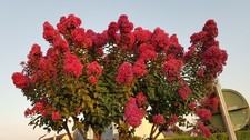 Lagerstroemia indica BRAISE