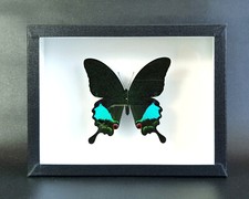 Papillon naturalisé sous