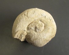 FOSSILE - Bullatimorphites bullatus - 14 X 12 X 6-7 cm - 1430 Gr - France