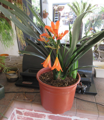 Hybrid clivia miniata - clivia,