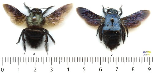 Abeille bee couple - abeille,