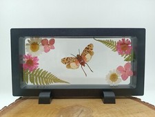 Véritable insecte naturalisé