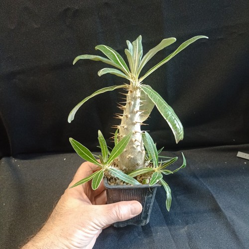 Pachypodium rosulatum ssp - 'rosulatum,
