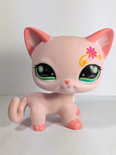 Petshop Chat européen XXL