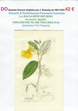 XIX ème - BALSAMINE DES BOIS