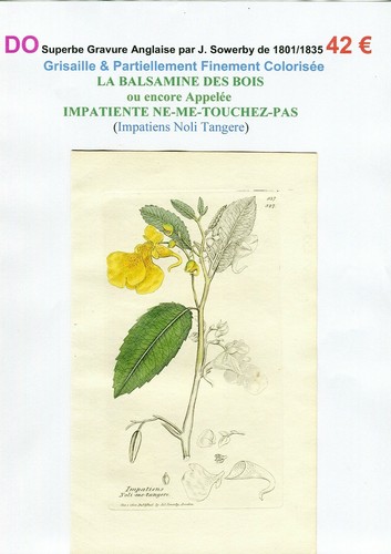 Xix ème balsamine des bois - -,