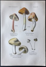 1891 - Planche couleur