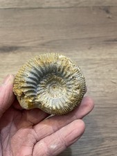 ammonite fossile origine France dimension 7X6  cm