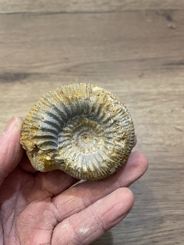 Ammonite fossile origine - fossile,