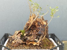 Bonsaï olivier 45 x 45 cm plante sculptée dans la nature tronc unique majestu...