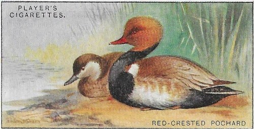 Single card original wild fowl - single,