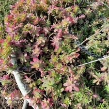 Lot sedum palmieri - lot, 20