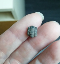 Trilobite phacops 0,65 g / 1