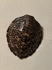 carapace de tortue