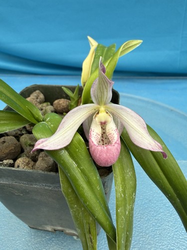 Phragmipedium easy men pink - easy,