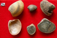 Bivalve de l'Albien : Nucula pectinata Sowerby