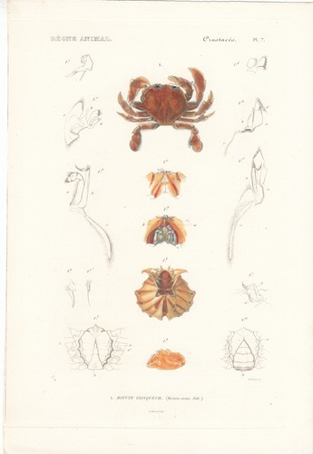 Original rare hand colored - original,