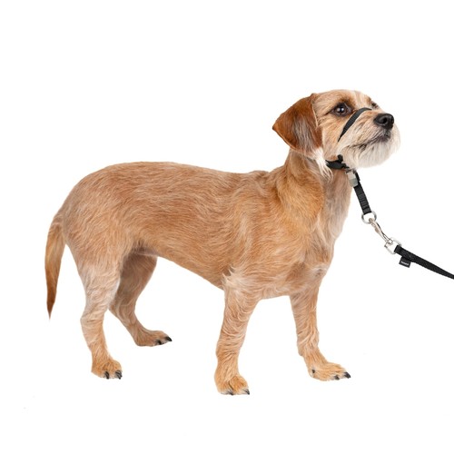 Licol easy walk pour - walk,