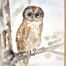Chouette Hulotte aquarelle