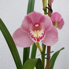 cymbidium Shellpearl Parnasse