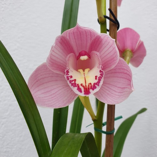 Cymbidium shellpearl parnasse - cymbidium,