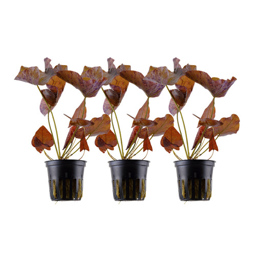 Aquarium plantes pièces - aquarium,