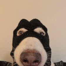 Costume pour chien, protection