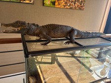 Décoration Caïman empaillé