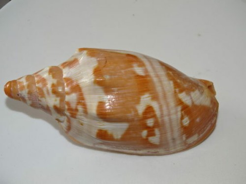 Volute aulica 10cm - volute,