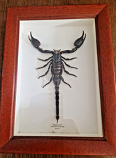 Entomologie - Scorpion
