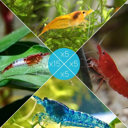 Lot crevettes 15 rili - 30,