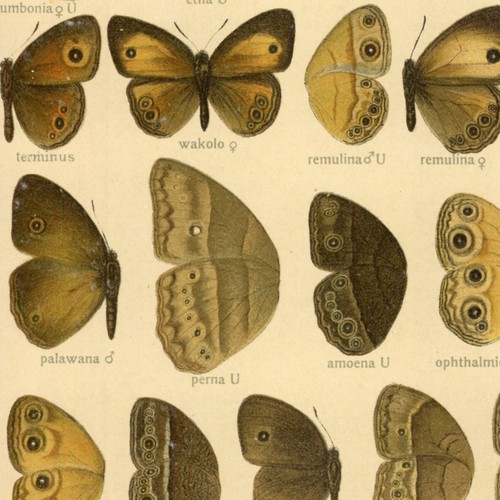 Adalbert seitz papillon - seitz,