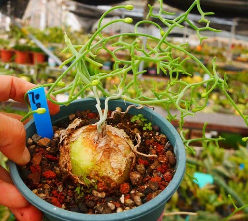 Sale rare cacti bowiea - sale,