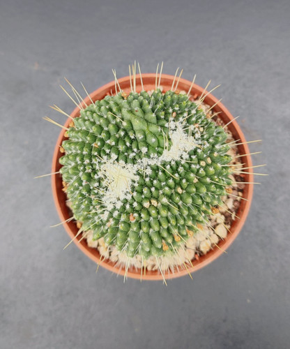 Mammillaria spinosissima - , cv